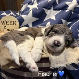 Fischer - Merle male Bernedoodle puppy in Coopersburg, Pennsylvania from Deutsch Hund Haus