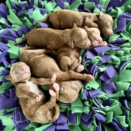 Poodle Puppies from Poodles of Tampa Bay