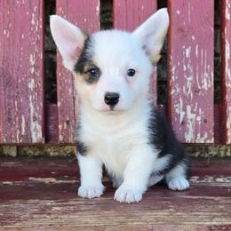 Reese - Black and tan male Pembroke Welsh Corgi puppy in Anton, Texas from X Bar's Lil Legs of Texas
