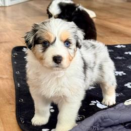 Susie - Blue merle female Australian Shepherd puppy in Ashland, Ohio from SS Australian Shepherds