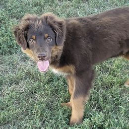 Miniature Australian Shepherds and Pomeranians from White Oak Aussies