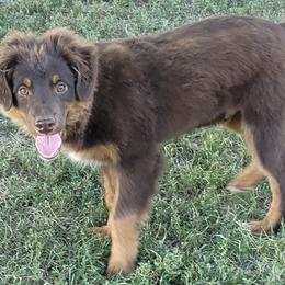 Miniature Australian Shepherds and Pomeranians from White Oak Aussies
