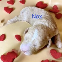 Nox - Apricot male Goldendoodle puppy in North Branch, Michigan from Graceful Miniature Goldendoodles