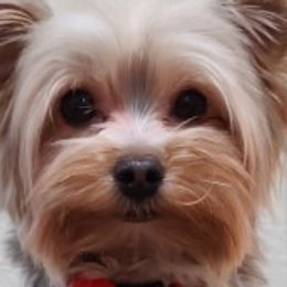 Yorkshire Terriers from Granny's yorkshire Terrier Modesto California