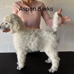 Poodle Puppies from Topsail Breeders