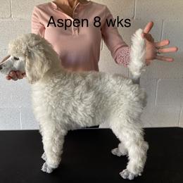 Poodle Puppies from Topsail Breeders