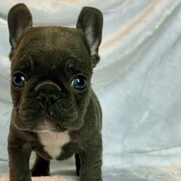 Shadow - French Bulldog puppy from Le Luxe Frenchies