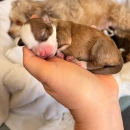Indy - Apricot female Aussiedoodle puppy in Lincoln, California from Frenchie LOVE and Doodles