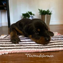 Doberman Pinscher Puppies from TeatreeDoberman