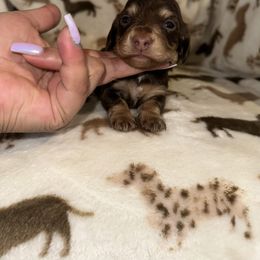 Pink collar - Chocolate and cream female Dachshund puppy in Turlock, California from Vibrant Dachshunds