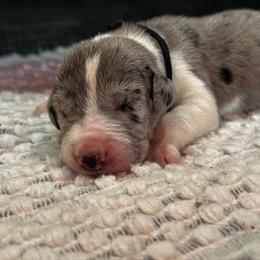 Fletcher - Mantle merle male Great Dane puppy in Liberty, New York from Catskills Greatest Danes