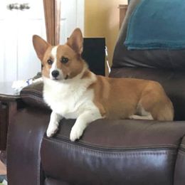 Lucy - Pembroke Welsh Corgi