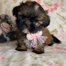 Lyla - Black and tan female Shih Tzu puppy in Hemet, California from Aloha Shih Tzu