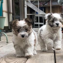 Maltese, Morkies, and Yorkshire Terriers from Mountain Top Hot Tailz