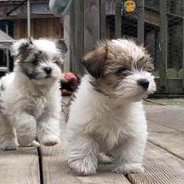 Maltese, Morkies, and Yorkshire Terriers from Mountain Top Hot Tailz