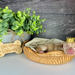 Brown Boy - Apricot male Goldendoodle puppy in Lowville, New York from DM Hilltop FURfamily
