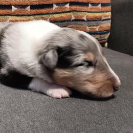 Girl 1 teal Oakley - Blue merle and white female Collie puppy in Salem, Indiana from Living Blessed Collies
