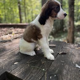Rossi - Black white and tan female English Springer Spaniel puppy in Comer, Georgia from Stratton Spaniels