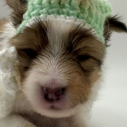 KOKO - Sable & white female Toy Shetland Sheepdog puppy in Livonia, Michigan from M7’s Shelties, Toonies & AussieDoodles