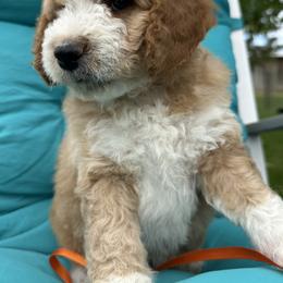 Orange collar - Red male Bernedoodle puppy in Cody, Wyoming from Yellowstone Breeders