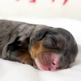 Boy 1 - male Cavapoo puppy in Peoria, Arizona from Cactus Doods