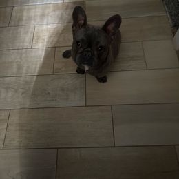 Electra - Blue and gold female Yorkshire Terrier puppy in Bakersfield, California from Tiny Tails Yorkies