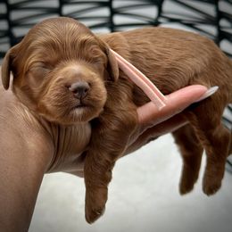 Pink Collar - Red female Cockapoo puppy in Palm Beach County, Florida from Benji’s Cockapoos