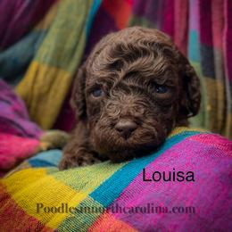 Louisa - Brown female Poodle puppy in Greenville, North Carolina from Grace Poodles