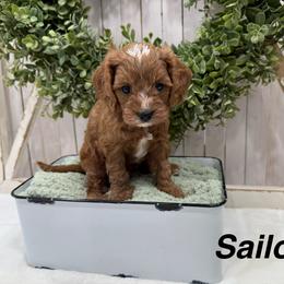 Sailor (gray) - Red male Cavapoo puppy in Cabool, Missouri from Big Gulch Puppies
