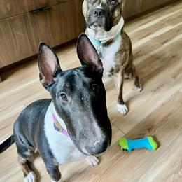 Bull Terrier Puppies from Lynn Hill Bull Terriers
