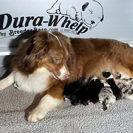 Australian Shepherd Puppies from Sweet Magnolia Aussies