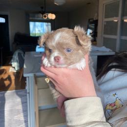 Mew - Blue brindled fawn female Chihuahua puppy in North Ridgeville, Ohio from Happy Pups