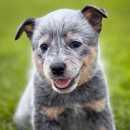 Yellow Girl 4 - Blue female Australian Cattle Dog puppy in Blackfoot, Idaho from Circle C Australian Cattle Dogs