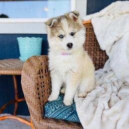 Jazzybelle - Silver and white female Pomsky puppy in Yavapai County, Arizona from Pawsh Pomskies