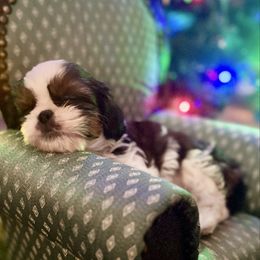Nessarose - Brindle and white female Cavatzu puppy in Saint Paul, Minnesota from Amy’s Puppy Tzu