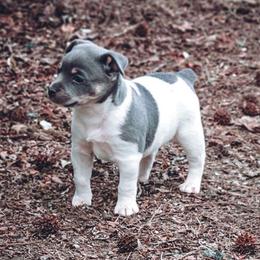 Skuggi - Rat Terrier