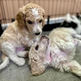 Poodle Puppies from Alysia Saleice Estes