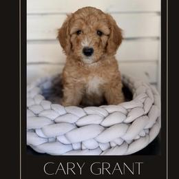 Cary Grant - Apricot male Goldendoodle puppy in San Jose, California from Red White and Doodle