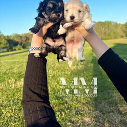 Morkie Puppies from McCormack Morkies