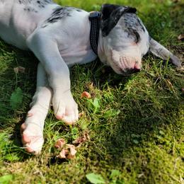Catahoula Leopard Dog Puppies from Peach Tree Catahoulas