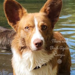 Ignite - American Corgi