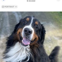 Pumba - Bernese Mountain Dog