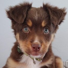 Miniature Australian Shepherds from Windy Hill Farm Mini Aussies