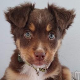 Miniature Australian Shepherds from Windy Hill Farm Mini Aussies