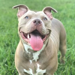 Maggie - American Bully