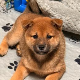 Kaguya - Red female Shiba Inu puppy in Marshall, Minnesota from Tobitatsu Shiba Inu