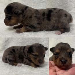Blue Merle female - Blue merle female Toy Australian Shepherd puppy in Brooker, Florida from Honey, I Shrunk the Aussies