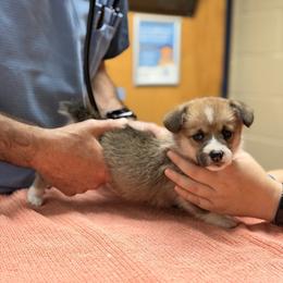 Picasso - Red female Pembroke Welsh Corgi puppy in Snellville, Georgia from Laur's Classic Corgis