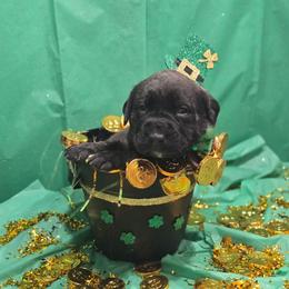 Black Collar Brindle Boy - Brindle male Mastiff puppy in Auburn, Kansas from Puppy Paradise:  English Mastiff Puppies & Standard Goldendoodle Puppies