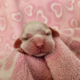 Girl 4 - Red and white Cocker Spaniel puppy in Northampton, Pennsylvania from ChristMos Cockers